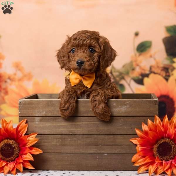 Coco, Miniature Poodle Puppy